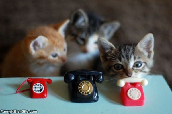 kitten_phone
