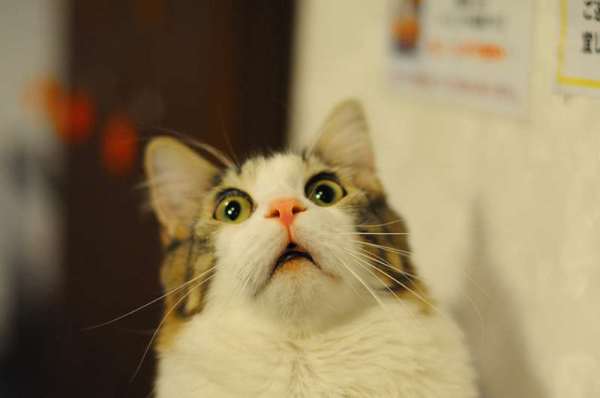 horrifiedcat
