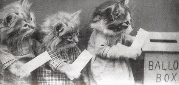 catsvoting
