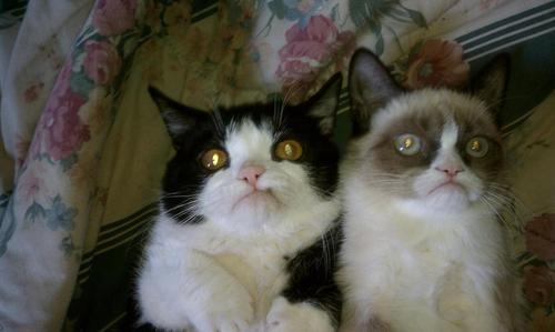 The kitties are not impressed with your argument, Mr. Anonymous