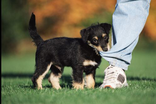 Puppy battling the evil of Misandric Pants