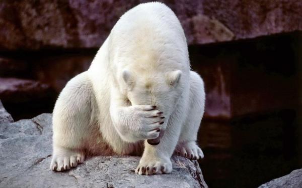 Facepalm-Bear-900x1440