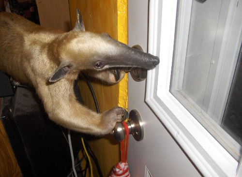 The Only Pua you want near your door. Seriously, "Pua" is the name of the anteater.