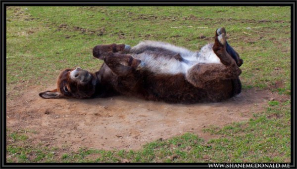 donkey-lying-down-1-655x373
