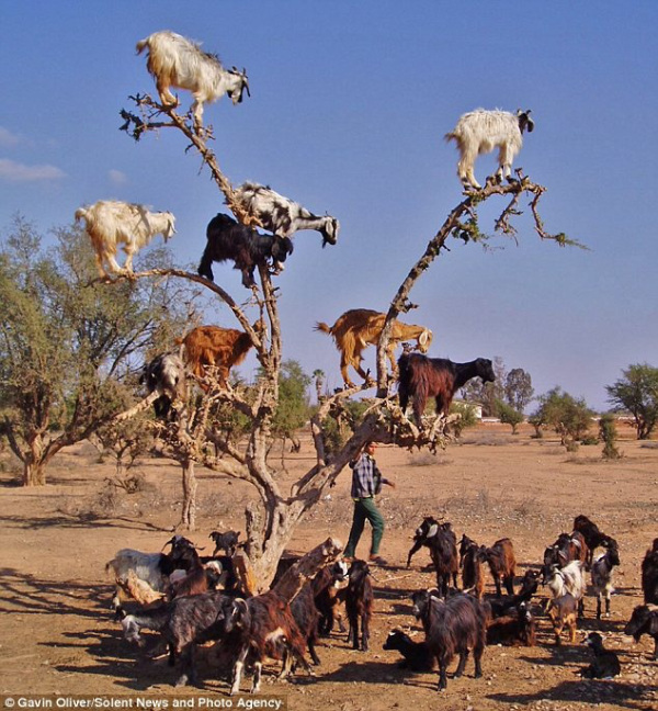 Matt Forney's a dick, so here are some goats in a tree.