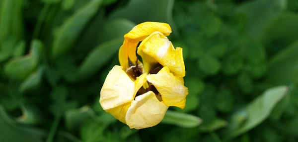 madflower