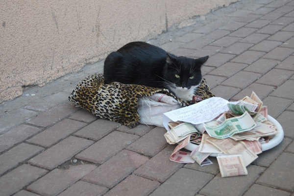 Meow meow pledge meow