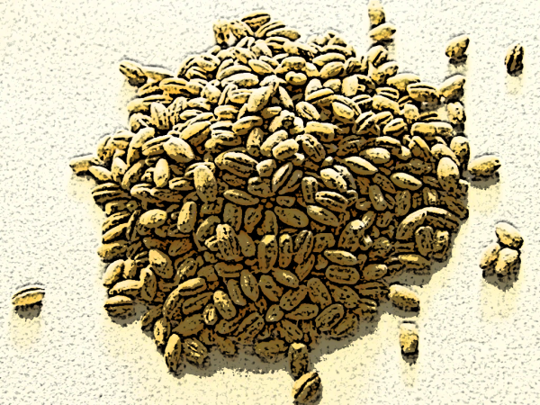 Barley: The ultimate feminist weapon?