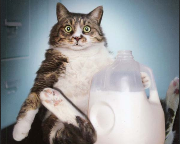 I like my women like I like my milk: in close proximity to cats.