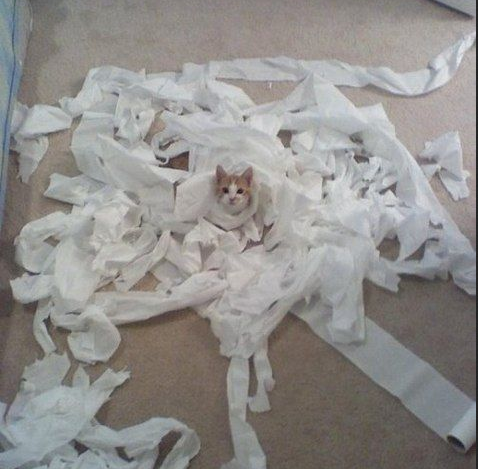 naughtykitties