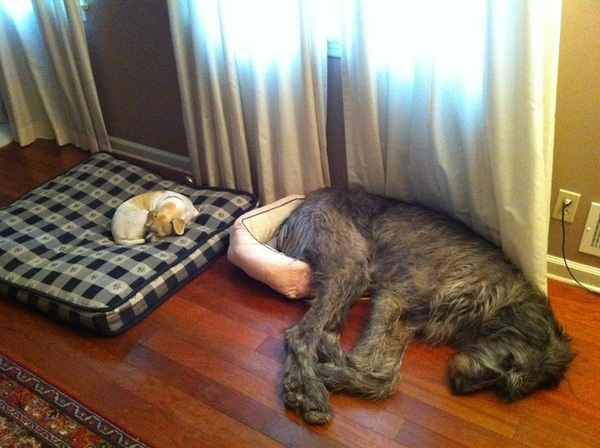 small_dog_big_bed_big_dog_small_bed1