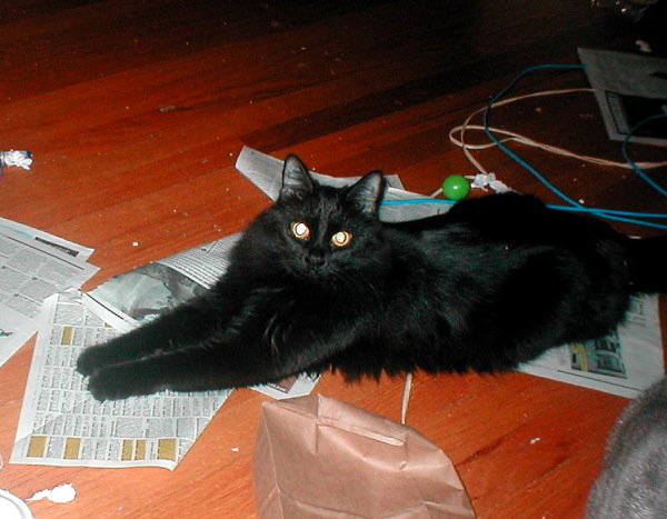 The floor doesn't always look like this; she's lying on papers that had recently been the site of a very boisterous catnip party.