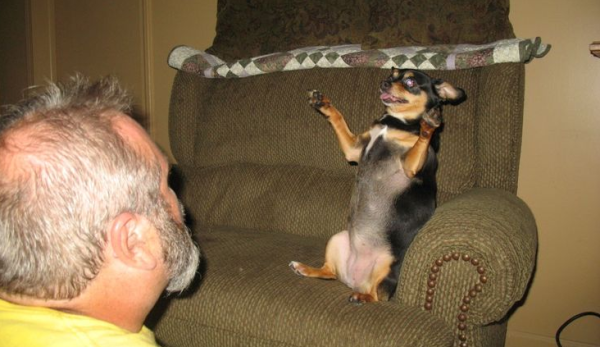 This dog: Clearly superior to Red Pill Redditors