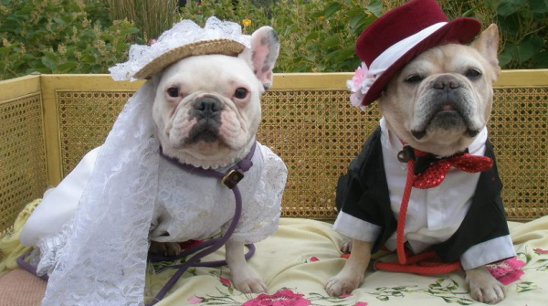 You may now lick the bride's face.