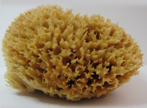 sponge