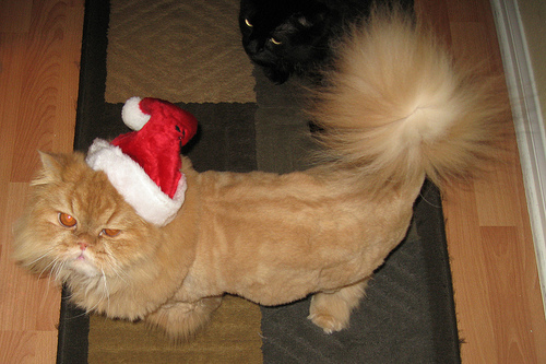 Theo the Santa Cat!