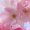 cherryblossomlife