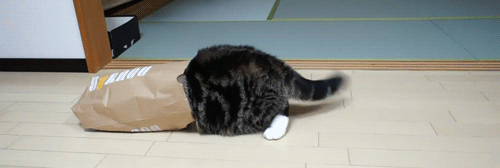 cat bag